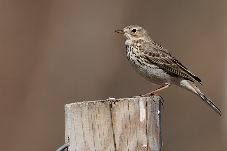 Anthus pratensis meadow pipit on a stick
